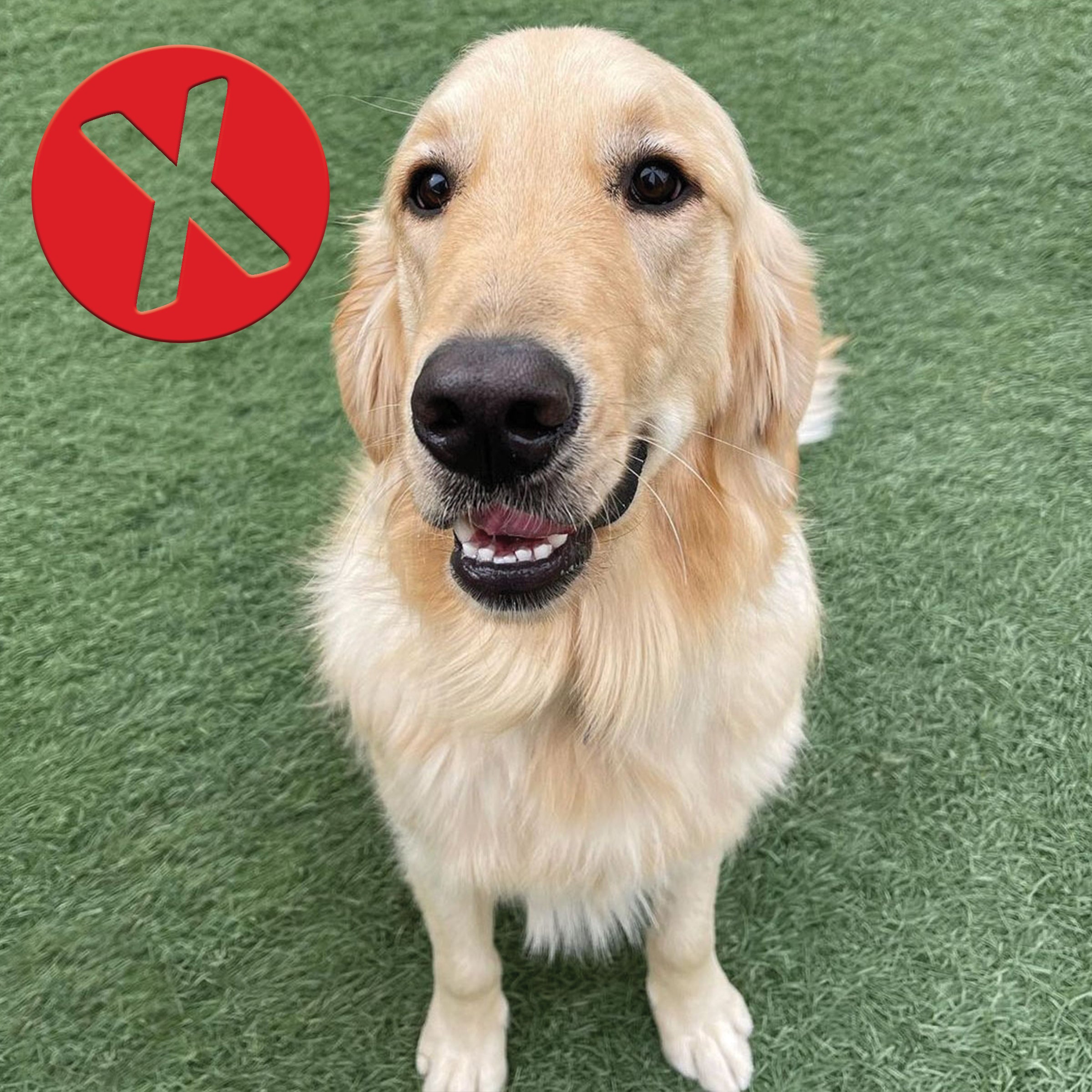 a golden retriever sitting in grass